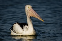 Pelikan australsky - Pelecanus conspicillatus - Australian Pelican 5430